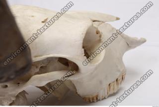 animal skull 0069
